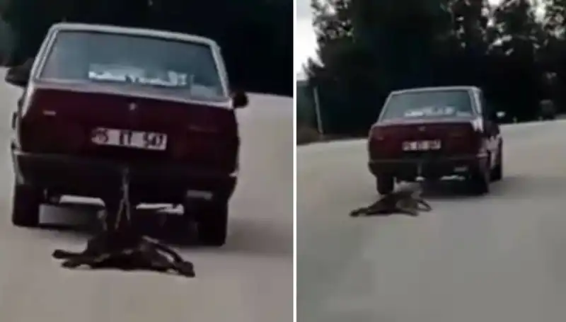 Sürücünün İnsafsızlığı: Otomobilin Arkasına Bağlı Köpek Sürükleniyor