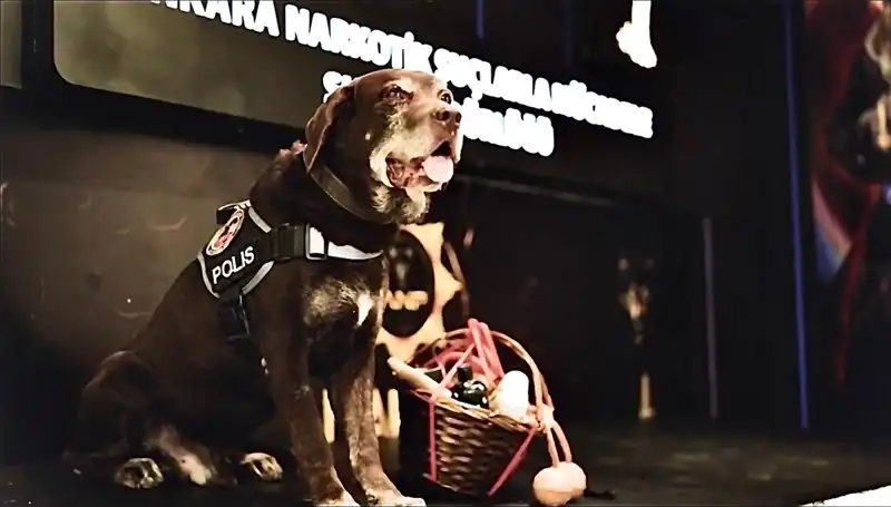 Ankara Emniyeti'nin Efsane Narkotik Köpeği Toma, Emekliye Ayrıldı!