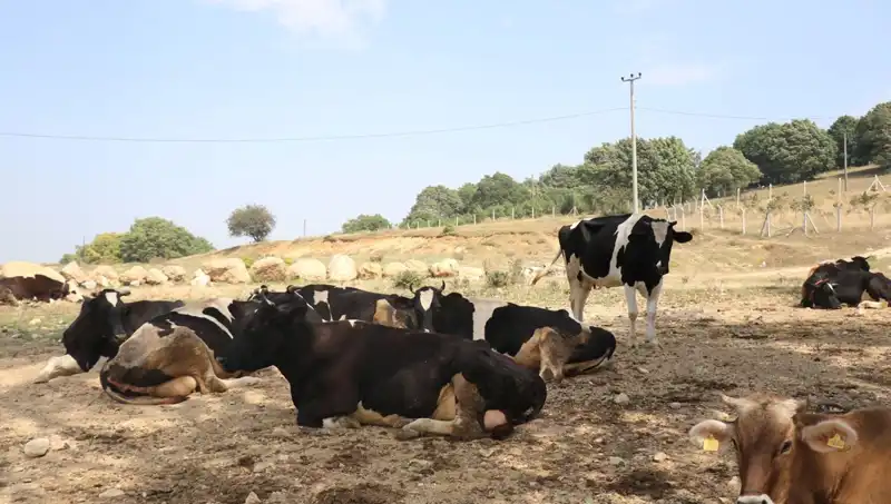 Şap Hastalığı Nedeniyle 22 Köyde Giriş Çıkış Kısıtlaması Uygulandı!