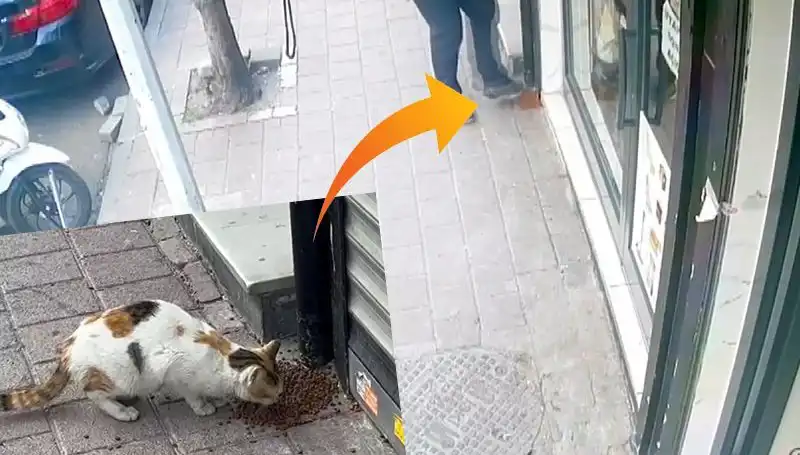 Kedilerin Mamalarını Dağıtan Gizemli Hayvan, Kafaları Karıştırıyor!