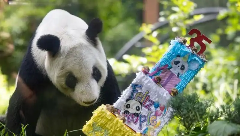 Dev Panda Xin Xin, 35. Yaşında Doğum Günü Coşkusu Yaşadı!
