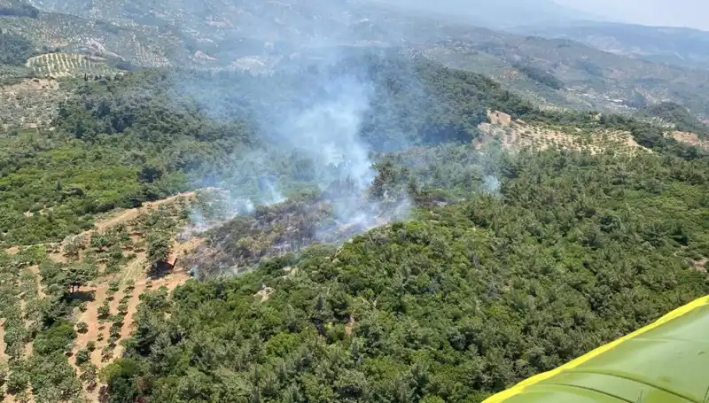 Aydın'da Orman Yangını: Doğa Kabusuyla Yüzleşiyor