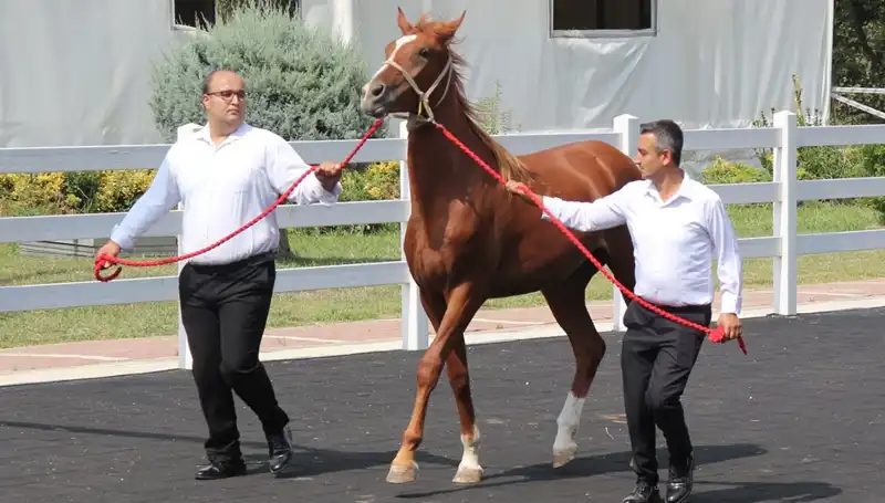 Taşkın Kral Rekor Kırdı: Doğanın Gücüne Şahit Olun!